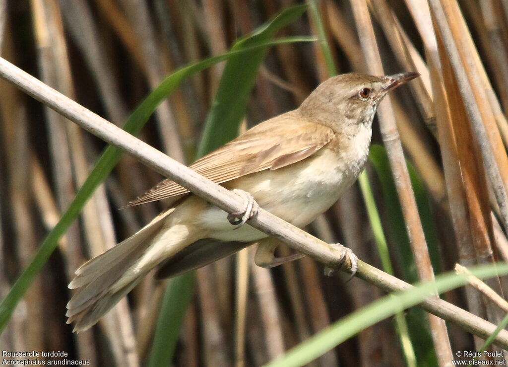 Rousserolle turdoïde, identification