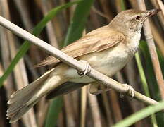 Great Reed Warbler