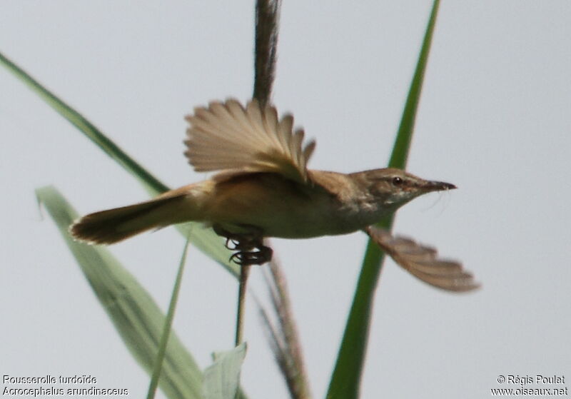 Great Reed Warbler, Flight, Reproduction-nesting