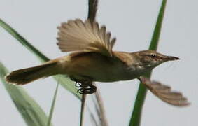 Great Reed Warbler