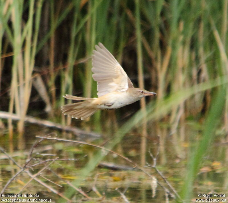 Great Reed Warbler, identification, Flight, Behaviour