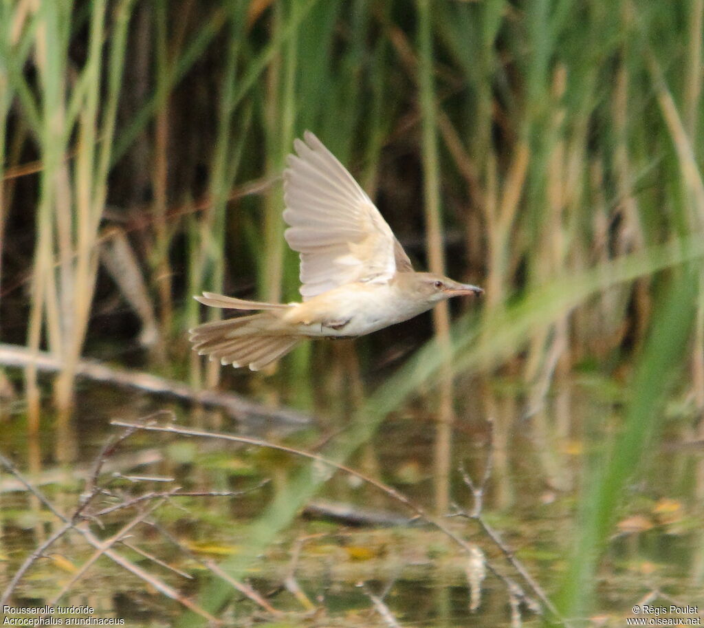 Great Reed Warbler, identification, Flight, Behaviour