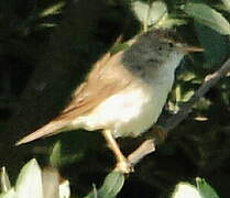 Marsh Warbler