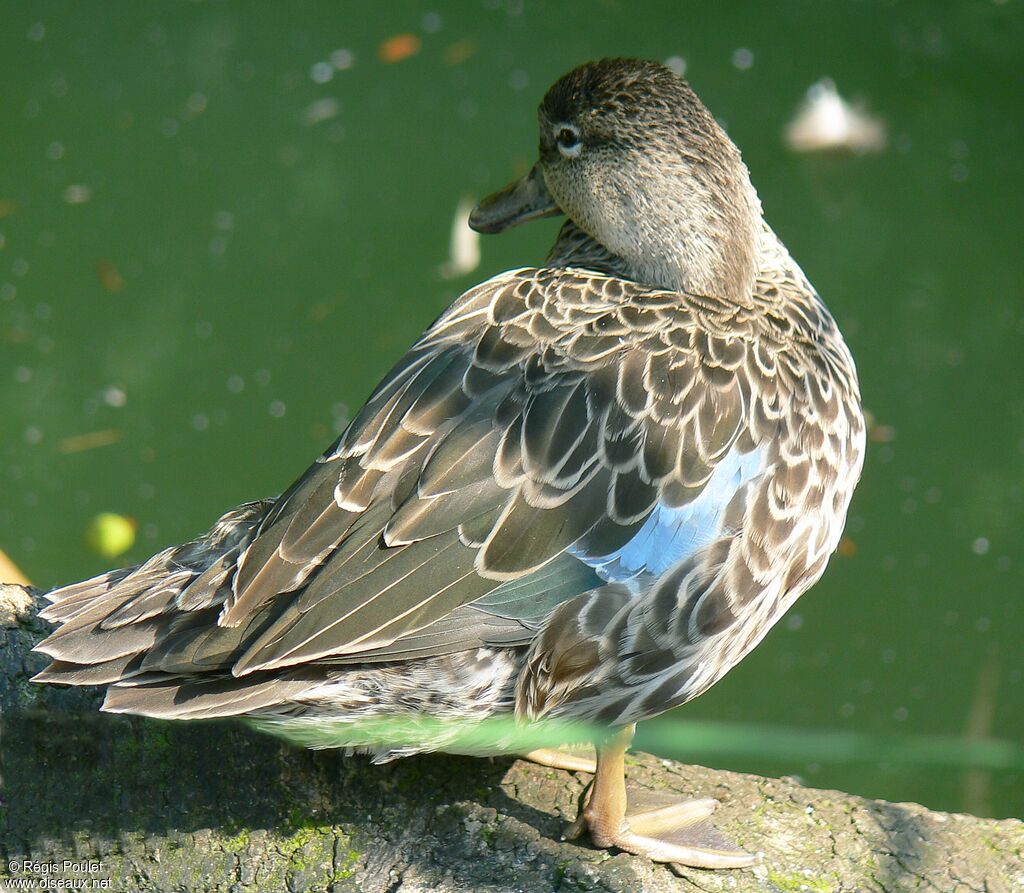 Blue-winged Teal female