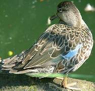 Blue-winged Teal