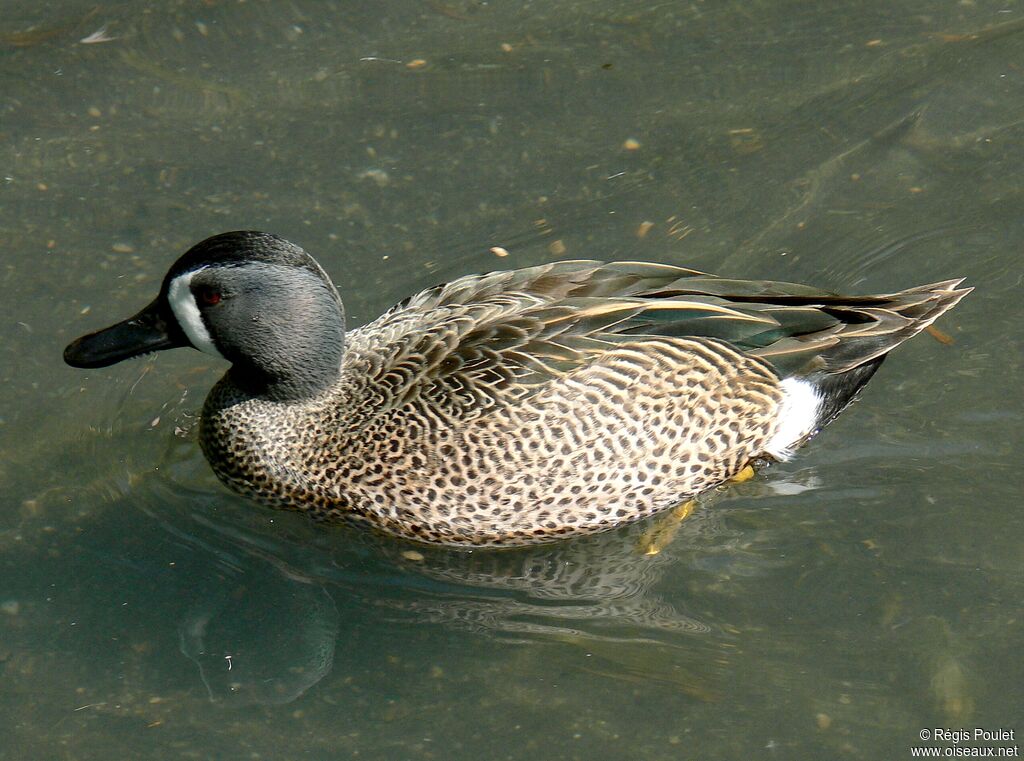 Blue-winged Teal male adult