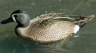 Blue-winged Teal