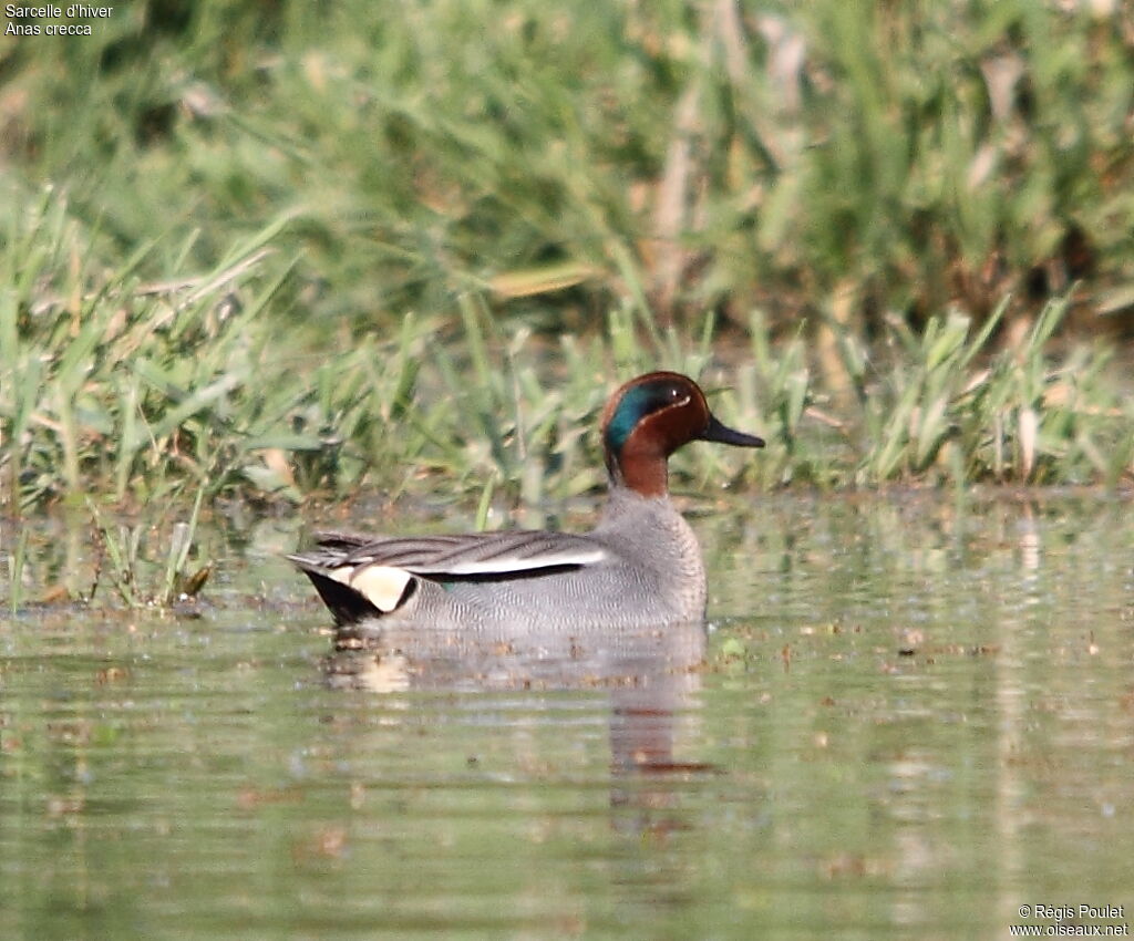 Eurasian Teal male adult