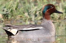 Eurasian Teal