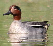 Eurasian Teal