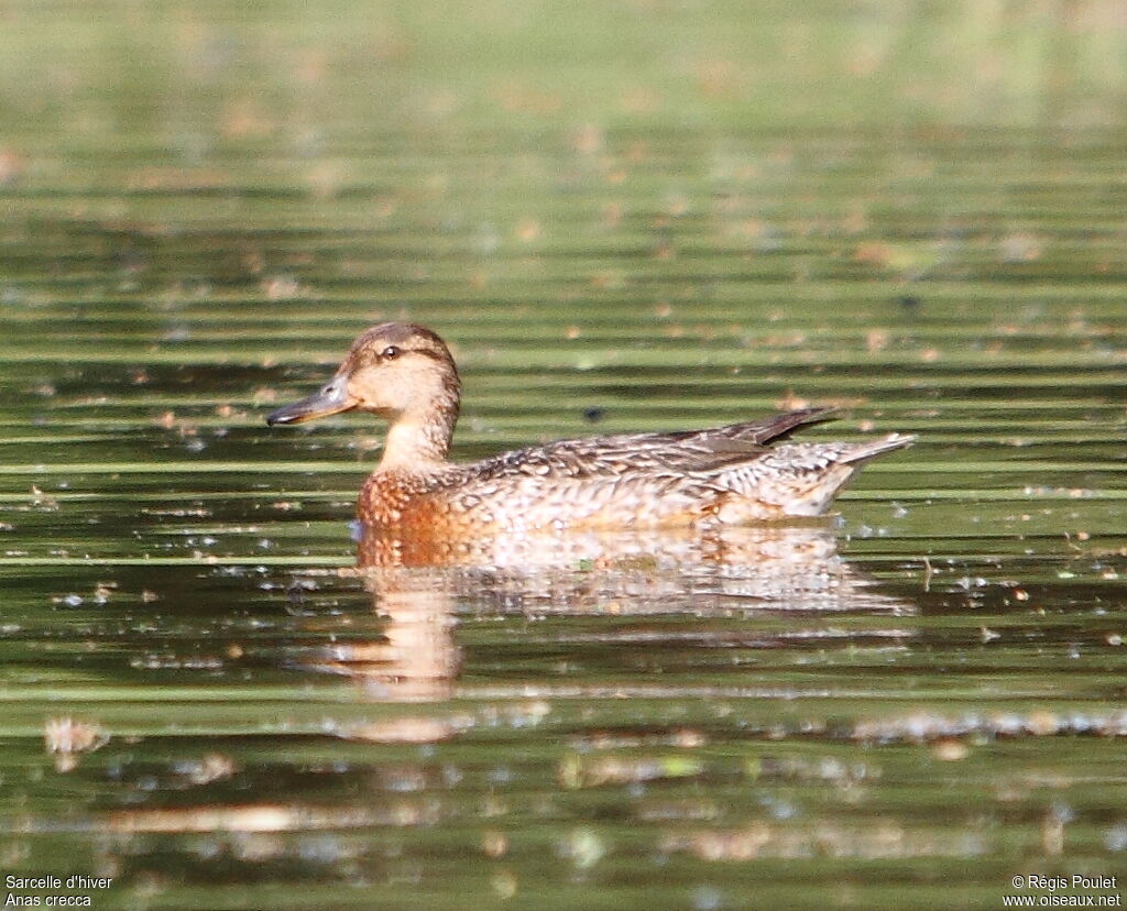 Eurasian Teal female adult