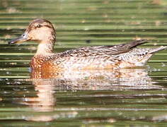 Eurasian Teal