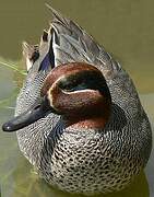 Eurasian Teal