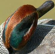 Eurasian Teal