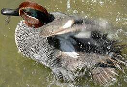 Eurasian Teal