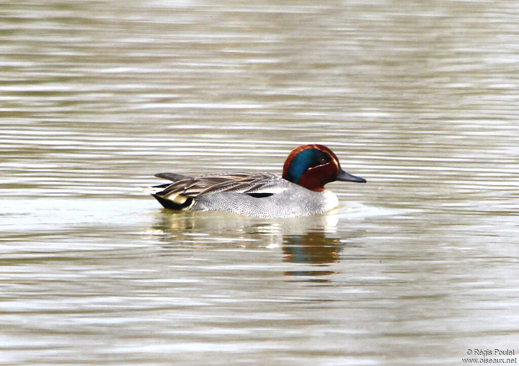 Sarcelle d'hiveradulte, identification