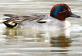 Eurasian Teal