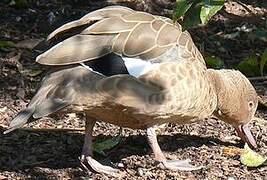 Bernier's Teal