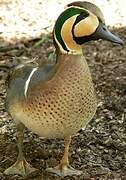 Baikal Teal