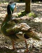 Baikal Teal