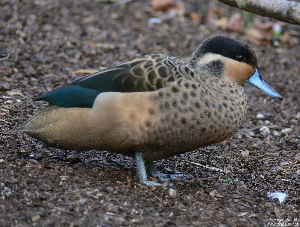 Blue-billed Teal male