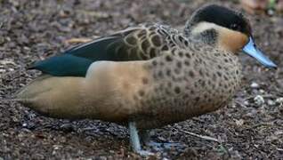 Blue-billed Teal