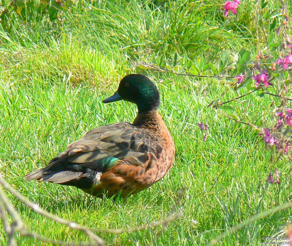 Chestnut Teal male adult