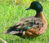 Chestnut Teal