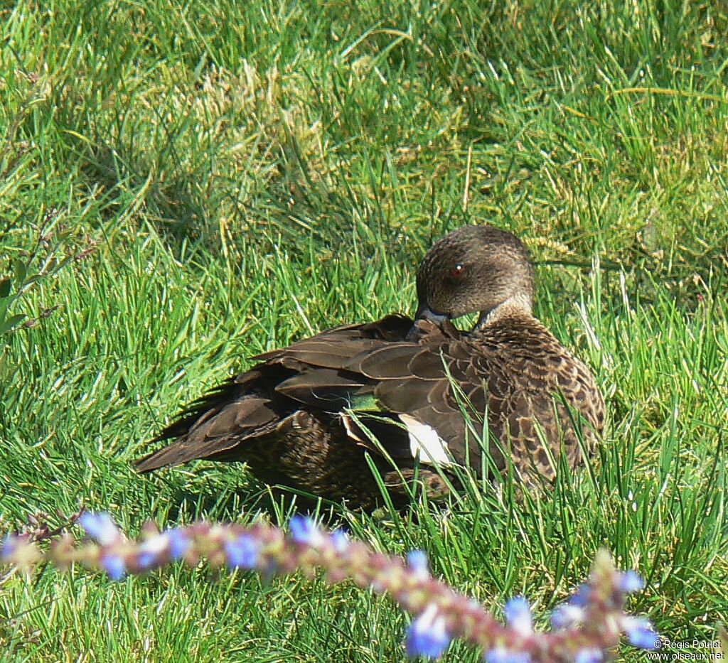 Chestnut Teal female adult