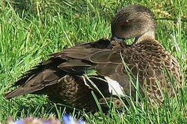 Chestnut Teal