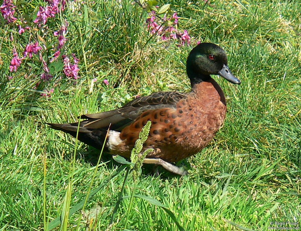 Chestnut Teal male adult