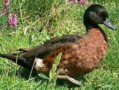 Chestnut Teal