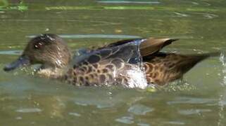 Chestnut Teal