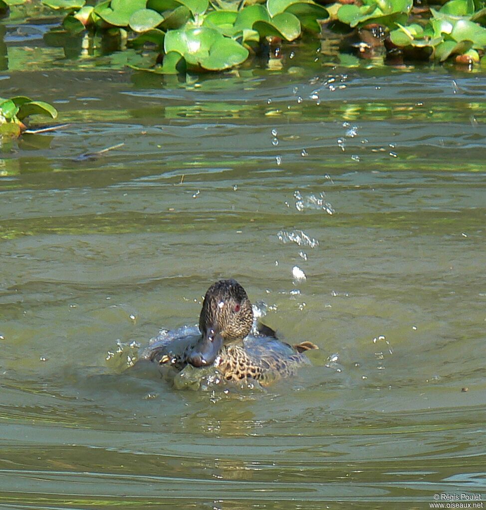 Chestnut Teal female adult