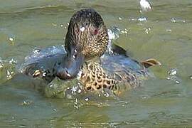 Chestnut Teal