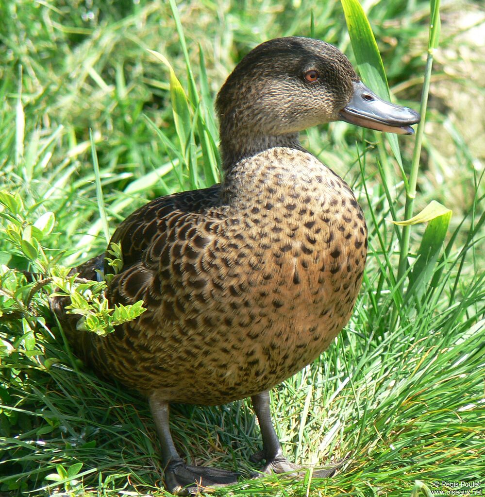 Chestnut Teal female adult