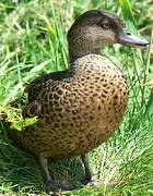 Chestnut Teal