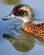 Chestnut Teal