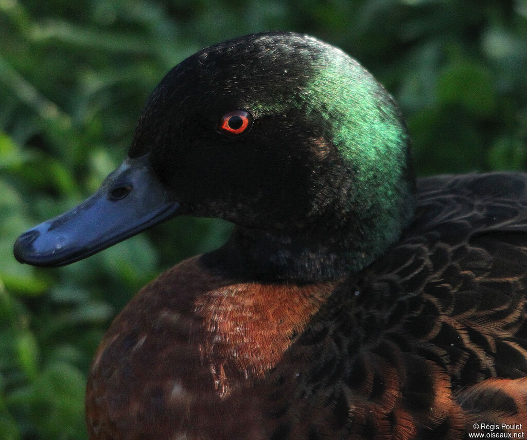 Chestnut Teal male adult, identification