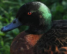 Chestnut Teal