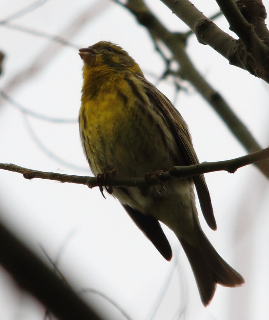 Serin cini mâle adulte nuptial, identification, chant