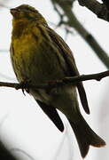 European Serin