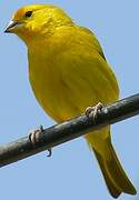 Saffron Finch