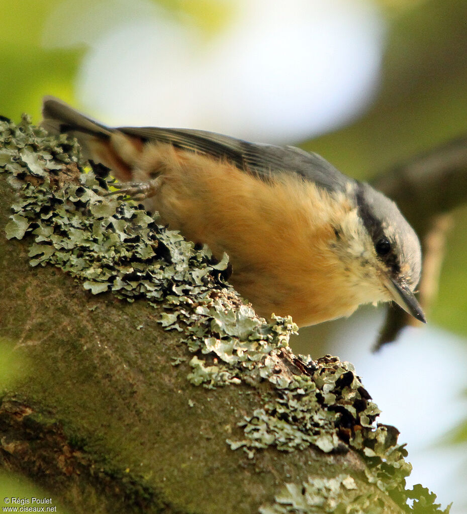 Eurasian Nuthatchadult, identification