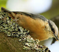 Eurasian Nuthatch