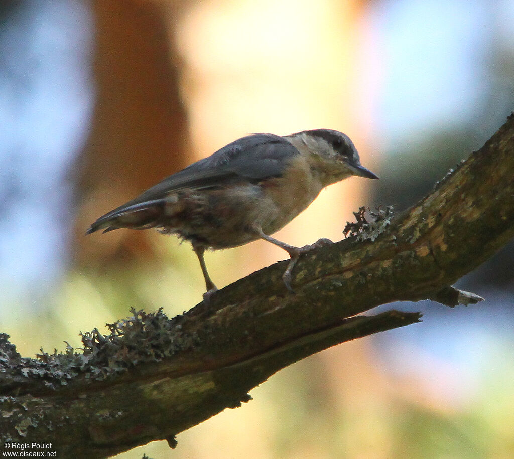 Eurasian Nuthatchadult