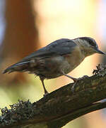 Eurasian Nuthatch