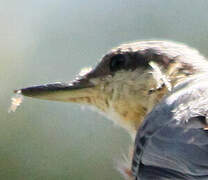 Eurasian Nuthatch