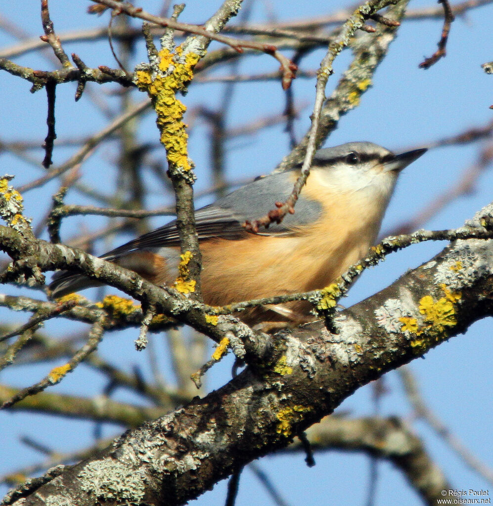 Eurasian Nuthatch, identification