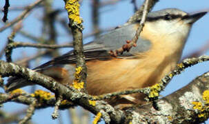 Eurasian Nuthatch